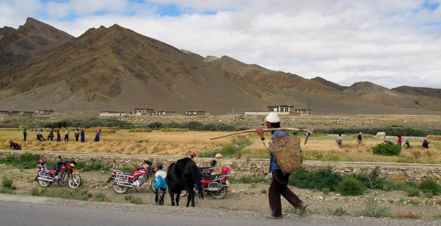 Harvest season, the only one in Tibet