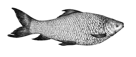 Rohu Fish